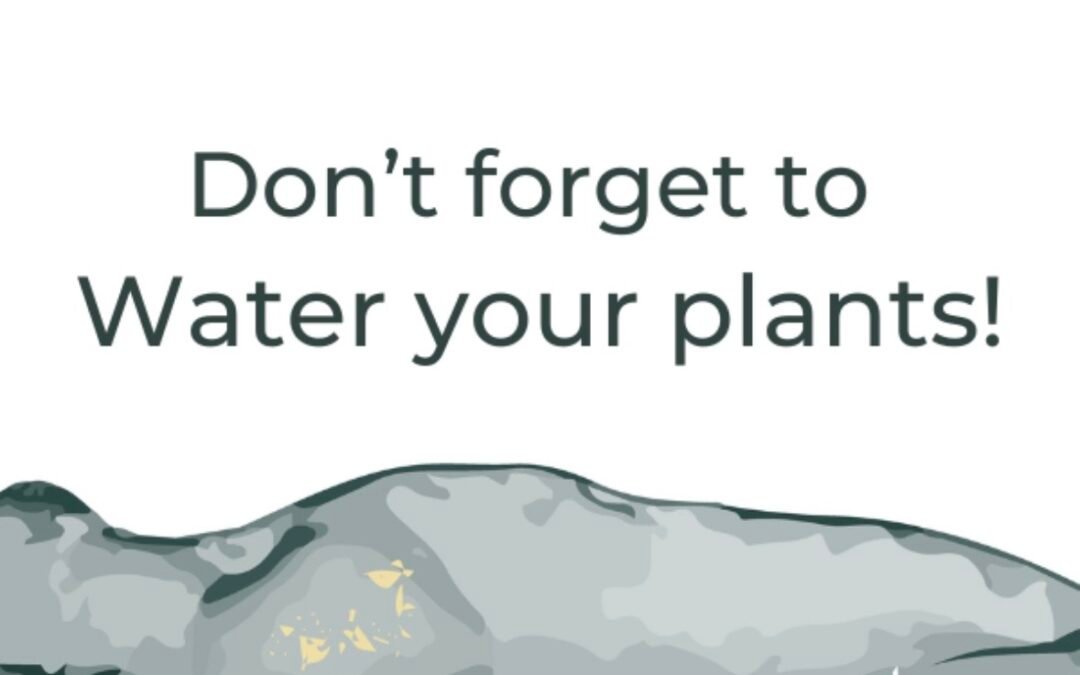 Beyond the Care Card: How to Master Watering Your Plants