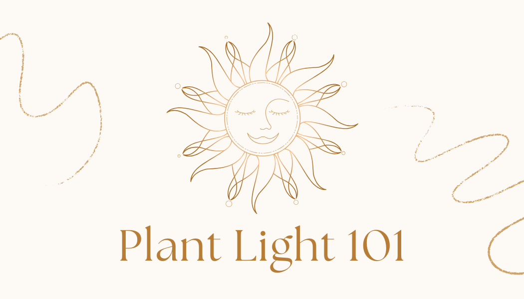 Light 101: Why Your Plants Might Not Be Growing