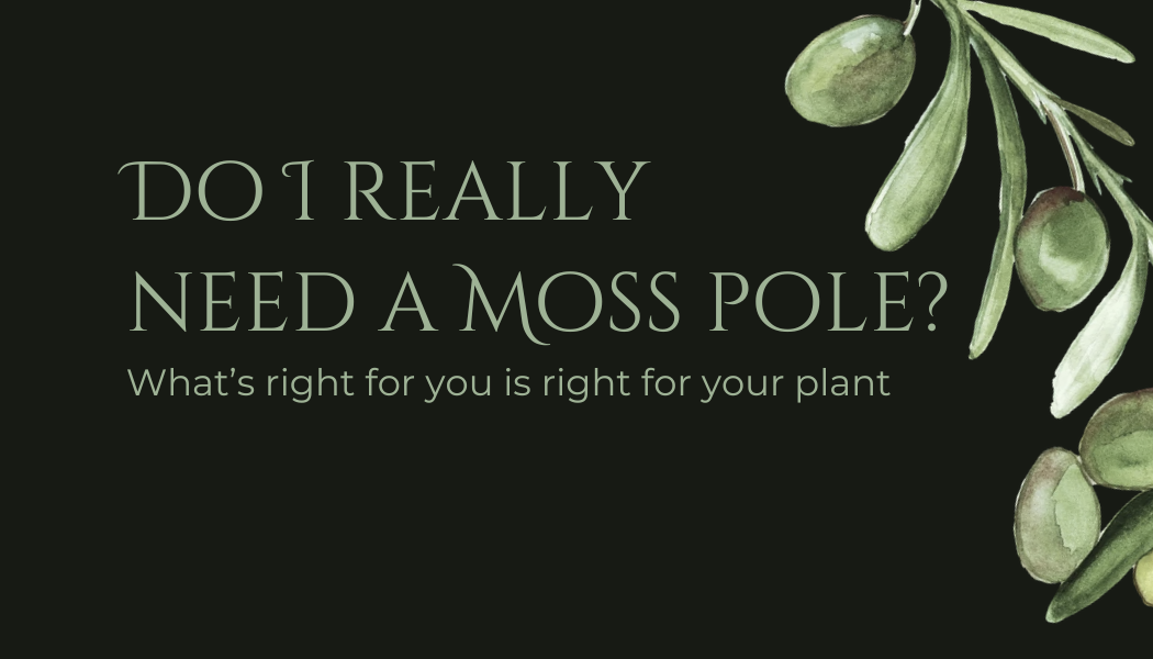 Support Systems: Moss Poles, Stakes, and Finding What Works for You