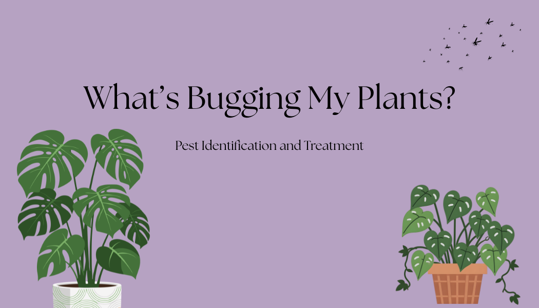 What’s Bugging my Plants: Pest Identification and Treatment